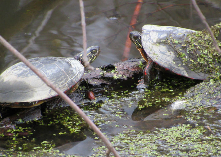 Midland Painted Turtles